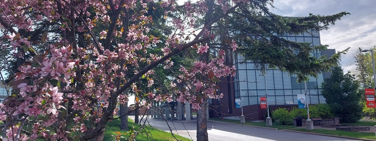 Learning library with tree in blossom in the foreground
