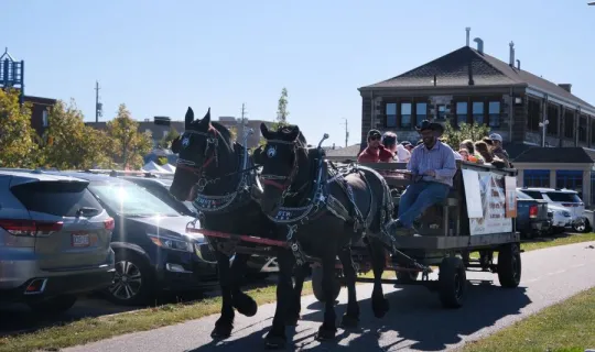 Two horses pulling a carriage during NU Homecoming 2025