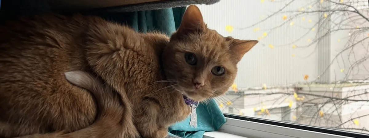 April, the orange tabby cat sits on the windowsill overlooking the residence building front entrance.