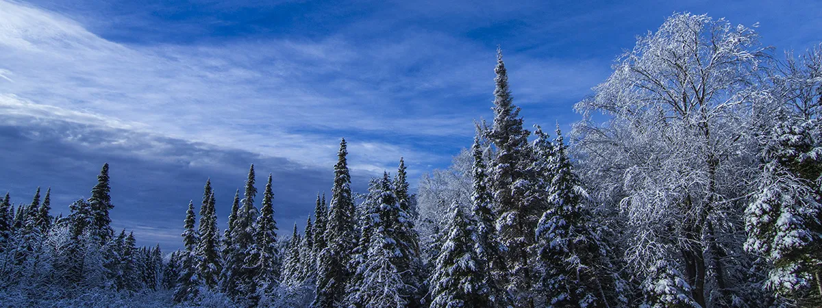 Snow-covered trees on campus
