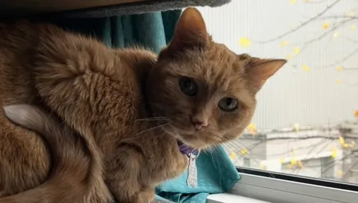 April, the orange tabby cat sits on the windowsill overlooking the residence building front entrance.